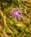 Spotted Knapweed Ã¢â¬â Centaurea maculosa